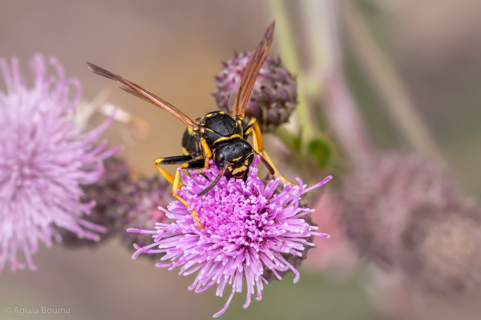 Polistes biglumis